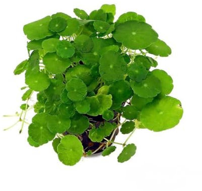 PlantasAcuario Planta acuática HYDROCOTYLE VERTICILLATA Planta de Acuario Viva y Natural para acuarios plantados en Maceta de 5cm