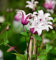 Englische Waldrebe Princess Kate 40-60cm - Clematis texensis