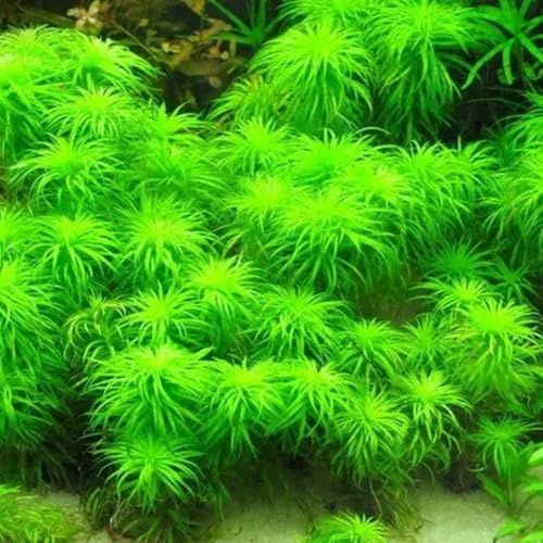 semi di acquatiche per acquario d'acquario, acquatica d'appartamento che purificano l'aria di selvatiche, 70pcs