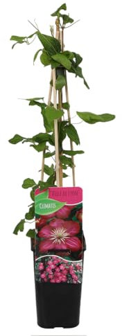 Bloomique - Clematis Ville de Lyon - Waldrebe - Dunkelrosa - Kletterpflanzen - Gartenpflanzen - Winterhart - Topf 15 cm - 70-80 cm hoch