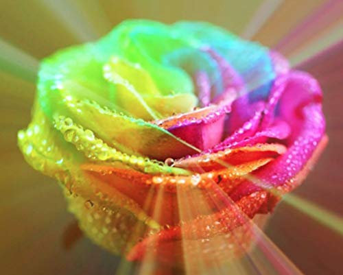 PLAT FIRM Germinazione dei semi: 100 pezzi della Rosa dell'arcobaleno vero fiore Semi di giardino domestiche di piante colorate Multi-Color