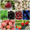 500 pcs erdbeeren samen mehrjährig, erdbeer erdbeersamen balkongewächshäuser winterharte stauden hängeerdbeeren balkon pflanze exotische pflanzen hochbeet samen rankpflanzen winterhart