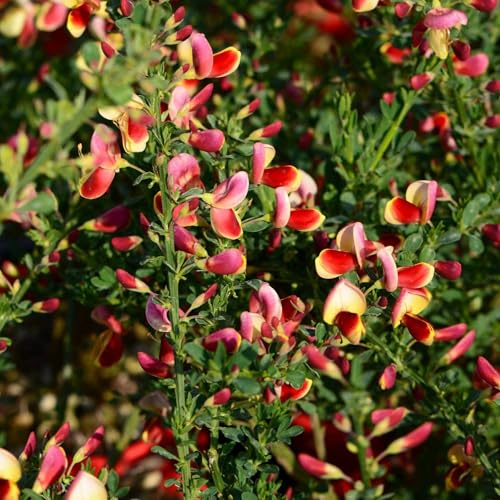 Vivai le Georgiche - Pianta vera di Cytisus scoparius Goldfinch Citiso, Ginestra dei carbonai - vaso Ø 15 cm - altezza alla vendita 30-40 cm