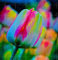 Shopmeeko 2 STÃœCKE Schwarze Tulpenzwiebeln Tulipa Gesneriana schöne seltene Blume, mehrjährige Gartentulpe, Didier's Tulpe Für Hausgartenpflanze: 8
