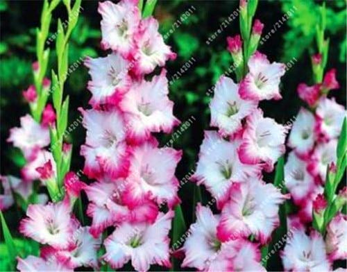 Sumpf frisch 100 Stück Gladiolen Blumensamen zum Pflanzen Weiß rosa 1
