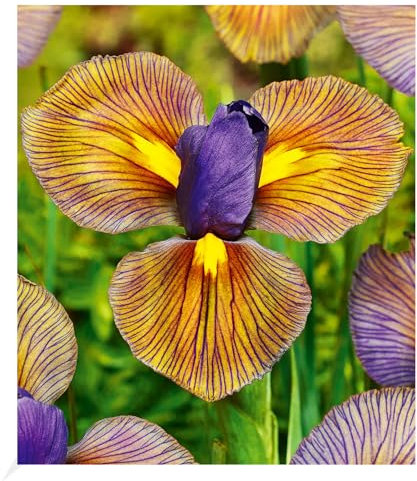 BALDUR Garten Iris 'Eye of the Tiger',12 Zwiebeln, extrem auffällige, elegante Blüten, für effektvolle Beete & Blumensträuße, pflegeleicht, wuchsfreudig, gesund, mehrjährig, ideal als Schnittblume