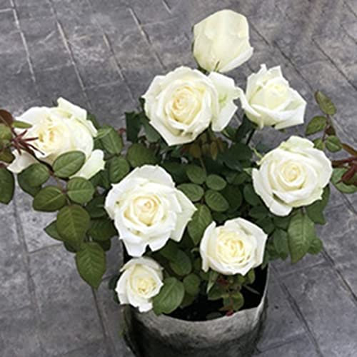 Haloppe 100 piezas de semillas de plantas de flores de rosa para plantar en el jardín del hogar, semillas de semillas de rosas naturales Blanco