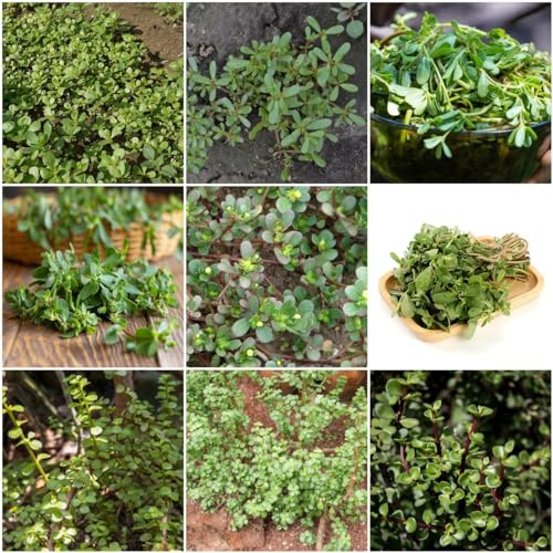 120 pcs portulak pflanze samen - kräutersamen flower,Portulaca oleracea, blumensamen bodendecker winterhart kräuter samen blumenwiese wildblumensamen kräuter