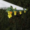 EONANT Solar Trauben String Licht im Freien wasserdichte 80LED Weinrebe hängende Beleuchtung Simulation Obst Dekoration kleine Tavernen Garten Sonnenschirm Schirm Hochzeit Party Licht (Grün)
