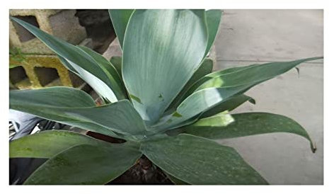 Stk - 10x Agave guiengola Agaven Garten Pflanzen - Samen ID688 - Seeds & Plants Shop by Ipsa
