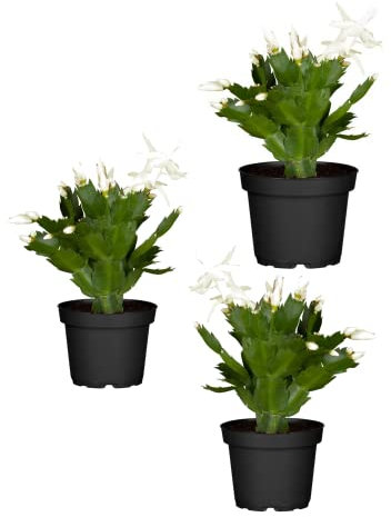 Trio de Cactus de la Navidad de Color Blanco | DECOALIVE | Pack 3 Plantas | Plantas de Navidad Naturales