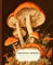 Composition Notebook: Vintage Aesthetic College Ruled With Mushroom Cover Design