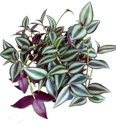 Tradescantia Zebrina Planta Natural de Hojas Moradas Colgantes