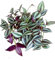 Tradescantia Zebrina Planta Natural de Hojas Moradas Colgantes