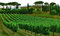 1000 Pieces Adults Jigsaw Puzzle, Wine From Italy Province Of Tuscany Wooden Puzzle 75X50Cm