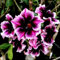 Planta rosa del desierto bulbos,Adenium Obesum Rosa Del desierto,flores decorativas,Bonsay de la rosa del desierto,Paisajismo,rosa del desierto planta,resistentes.-1bulbo-H
