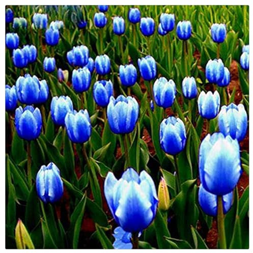 Winterhart pflanzen, Mehrjährige Blumenzwiebel ist winterhart, Lebende Pflanzen, Seltene, Exotisch, Mysteriöse magische Glühbirne, Blumenzwiebel Mix-3 Seltene tulpen zwiebeln