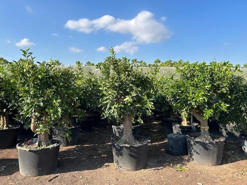 Sunny Tree Orangenbaum 50 Jahre alt – Citrus sinensis, 220 cm hoch inkl. Topf, Stamomvang 50–60 cm, essbare Orangen, Zitruspflanze für Terrasse & Garten.