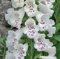 Foxglove 'White Hybrid Dalmatian F1 (Large) Cottage Garden Plug Plants Pack X6