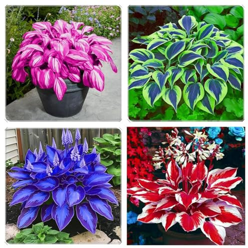 Seltene Pflanzen, Funkien Pflanze, Winterhart pflanzen, Pflanzen Funken Hosta MehrjäHrig, Qualitätspflanzen, Große Blattpflanzen, Hosta Zwiebeln, Gut für Container, 4zwiebeln-E