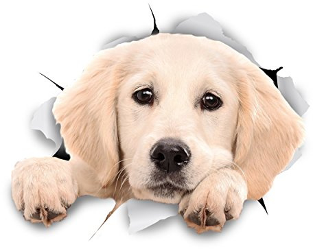 Winston & Bear 3D Dog Stickers - 2 Pack - Peeking Labrador Retriever Stickers for Wall, Fridge, Toilet and More - Retail Packaged White Labrador Stickers