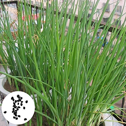 Benoon Semillas De Cebollino, 150Pcs / Bolsa Semillas De Cebollino Semillas De Cebollino De Plantación De Vegetales De Alto Rendimiento Para Bricolaje Natural Para El Hogar Semillas de cebolla verde