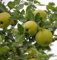Apfel Quitte Konstantinopeler Apfelquitte 60-80cm - Cydonia oblonga