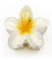 1 pince à cheveux en forme de fleur - Antidérapantes - Pour femme - Pour cheveux épais et fins - Jolies fleurs - Blanc