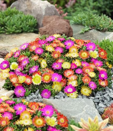 BALDUR Garten 9x Winterharte Eisblumen Summer Mix, Pflanzen im 9x9 cm-Topf | Bodendecker, winterharte Staude, trockenresistent, mehrjährig, pflegeleicht, Mittagsblume, ideal für Topf & Kübel, Blickfang