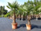 gruenwaren jakubik 2 Stück im Palmenset Trachycarpus fortunei dicke Stämme 200 cm Hanfpalme, winterharte Palme bis -18°C