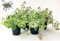 POWERS TO FLOWERS - INCENSO, PLECTRANTHUS IN VASO 14cm, 4 PIANTE, piante vere