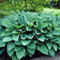 70 graines de plantes Hosta