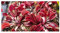Dionaea muscipula Red Shark Teeth - Venusfliegenfalle - 5 Samen