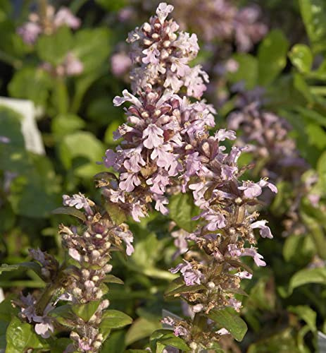 Kriechender Günsel Rosea - Ajuga reptans - lebende Gartenpflanze aus den Baumschulen