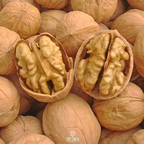 Chili Walnut Big Size 5 PCS Fresh Seeds, Juglans regia Chili Seeds, Thin-shelled Walnut