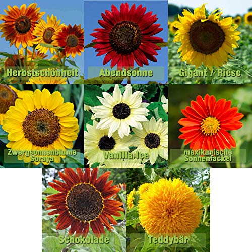 Mezcla de semillas de girasol 8 variedades de semillas de girasol gigante a pequeño | 10-12 semillas por variedad | semillas de girasol gigante de verano prado mariposa flor amado por abejorros y abej