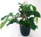 POWERS TO FLOWERS - PHILODENDRON, PHYLODENDRON, MONSTERA SQUAMIFERUM XXL, IN VASO CERAMICA NERO A RIGHE, VASO 20CM, pianta vera
