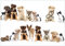 Wallario Vliestapete Fototapete Süße Haustiere - Katzen Hunde Hamster Küken - Wandtapete Größe: 200 x 140 cm