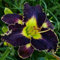 Taglilien Knollen, Taglilienzwiebeln, Winterharte, Staude, Zierblume -5 Zwiebeln