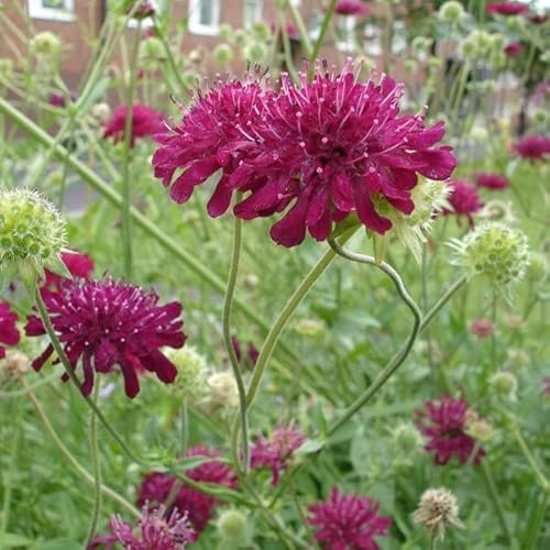 6 x Mazedonische Witwenblume - Knautia Macedonica Topf 9x9cm: Pflegeleicht, dunkelrote Blüten, ansprechend.