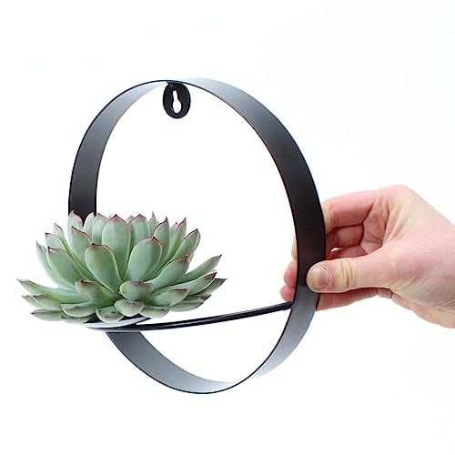 ROOTLESS by Aloe Demi | echte Sukkulent grün auf Wanddeko Metall Ø20 cm | Echeveria Pulidonis Ø12-14 cm - 5 cm | echte Sukkulent Pflanzen | Succulenten | Kakteen | Sukkulent | Kaktus
