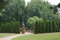 Tuia albero arbusto sempreverde cespuglio, 150 semi! Groco