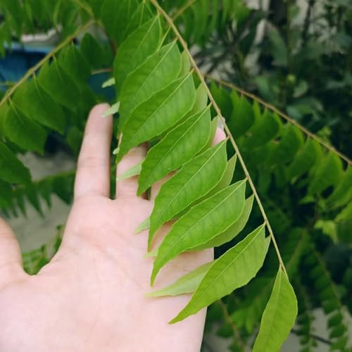 curryblätter pflanze samen, curry blätter bio samen, bodendecker gartenkräuter, bodendecker pflanzen winterhart Curry Leaves Plant seeds kräuter samen mehrjährig, hochbeet samen, 100pcs