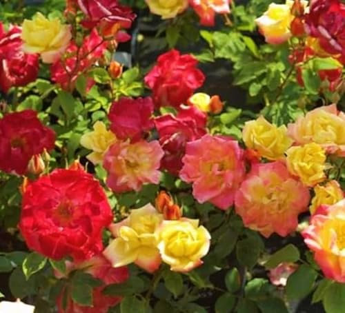 Rosa Masquerade Climbing Rose Plant, Pink and Yellow Two-Tone Blooms, Fragrant Rose, 3/4 Litre Pot
