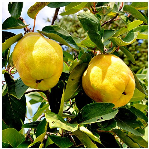 Cydonia Oblogna 'Champion' Quince Tree 4-5ft Tall in 6L Pot, Make Tasty Pies & Jelly 3fatpigs®
