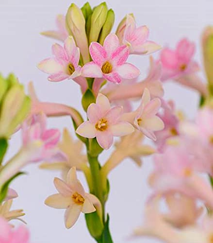 Tuberosa bulbi/miste/Radici selezionate di hosta/resistenti al freddo e alla siccità/adatte per la decorazione di giardini e balconi【NVNJHJN】-4 bulbi-C