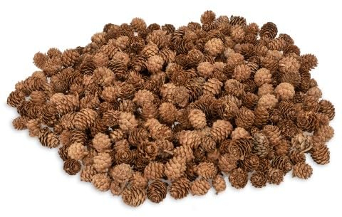 NaDeco Lärchen Zapfen Natur ca. 2-3cm 1kg, ca. 350-400 Stück | Larix Decidua | Lärchenzapfen | Dekozapfen | Zapfen zum Basteln | Tannenzapfen | Naturzapfen | Insektenhotel | Weihnachtsdeko