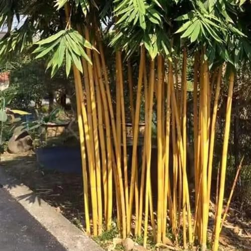 150 pcs bambus samen winterhart - extrem winterharte kübelpflanzen, exotische pflanzen bambus pflanze stauden, winterharte stauden für pralle sonne winterharte stauden, indoor plants