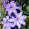 Clematis winterhart mehrjährig immergrün Kann auf Mauern, Sträucher und Zäune klettern-4knollen-C