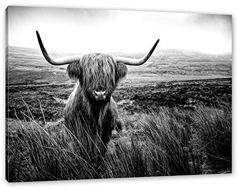 Pixxprint Highland Rind mit großen Hörnern Steppe, Monochrome, Größe: 80x60cm, Leinwandbild, fertig gespannt, Wandbild, Dekoration, Kunstdruck, kein Poster